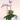 Pink Love Orchid
