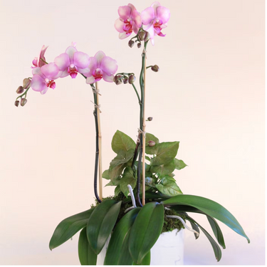 Pink Love Orchid