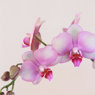 Pink Love Orchid